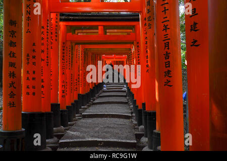 Japan, Kyoto, rote Tori Gate bei Fushimi Inari Taisha ist der Kopf, der Schrein des Gottes in Fushimi Inari, Ward in Kyoto, Japan. Der Schrein liegt auf t Stockfoto