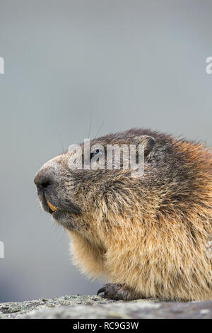 Alpine Murmeltier (Marmota marmota) Nahaufnahme Porträt im Sommer, Nationalpark Hohe Tauern, Kärnten, Österreich Stockfoto