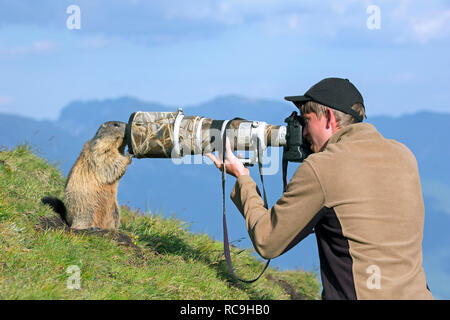 Naturfotograf, die Bilder von zahmen Alpine Murmeltier (Marmota marmota) mit langen teleobjektiv im Sommer in den Alpen Stockfoto