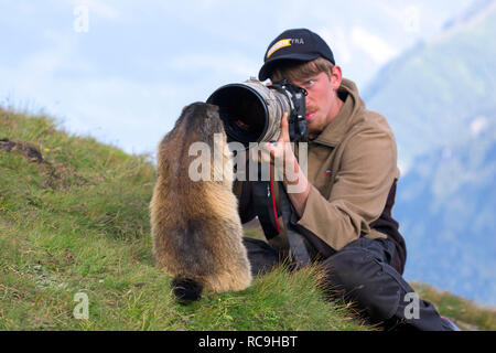 Naturfotograf, die Bilder von zahmen Alpine Murmeltier (Marmota marmota) mit langen teleobjektiv im Sommer in den Alpen Stockfoto