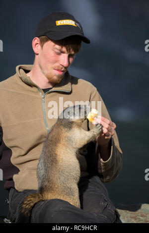 Touristische Fütterung Apple an Alpine Murmeltier (Marmota marmota) saß auf seinem Schoß im Sommer in den Alpen Stockfoto