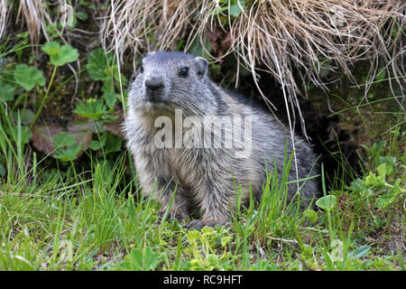 Junge Alpine Murmeltier (Marmota marmota) Emerging vom Eingang der Höhle im Sommer in den Alpen Stockfoto