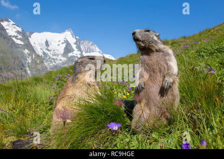 Alpine Murmeltier (Marmota marmota) Paar vor der schneebedeckten Berge Großglockner, Nationalpark Hohe Tauern, Kärnten, Österreich Stockfoto