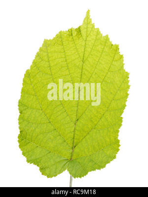 Grünes Blatt von Haselnuss auf weißem Hintergrund. Freistellungspfad Stockfoto