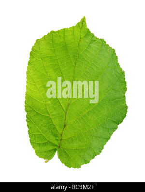 Grünes Blatt von Haselnuss auf weißem Hintergrund. Freistellungspfad Stockfoto