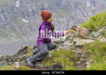 Kind Karotte zu zähmen Alpine Murmeltier (Marmota marmota) im Sommer in den Alpen Stockfoto