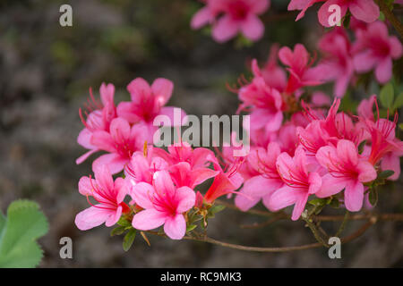 Rosa Rhododendron indicum (Azalee) Blumen in voller Blüte Stockfoto