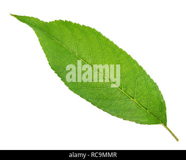 Grünes Blatt von Pfirsich auf weißem Hintergrund. Freistellungspfad Stockfoto