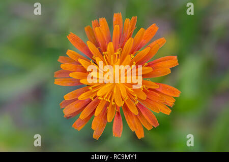 In der Nähe von orange Habichtskraut/Fuchs-und-Cubs/Pinsel von Orange hawk Bit/Teufel/düster-Collier (Pilosella Hieracium aurantiacum aurantiaca/) Stockfoto