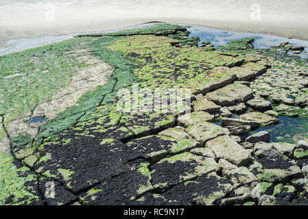 Gebrochene Jurassic rock Layer bei Ebbe am Strand von Ambleteuse auf steinigen Nordsee Küste, der Côte d'Opale/Opal Küste, Frankreich Stockfoto