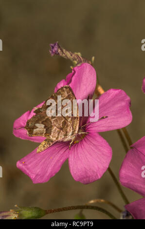 Schmetterling saugen Nektar auf rosa Blume Stockfoto