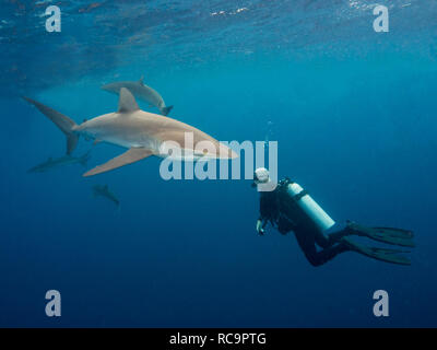 Taucher und Shark Stockfoto