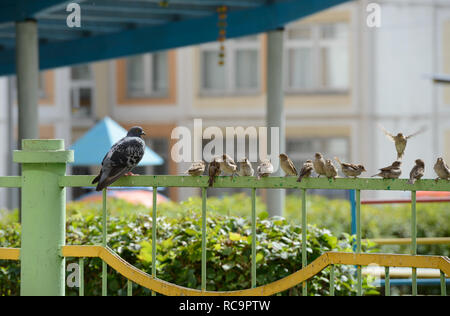 Einer Taube und viele Spatzen, die in einer Reihe sitzen auf dem metallzaun sind in der Morgensonne. Stockfoto