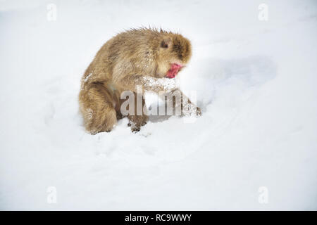 Japanischen makaken oder Monkey Suche nach Essen im Schnee Stockfoto