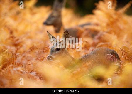 Junge Rehe in herbstlichen Orangen-Bracken Stockfoto