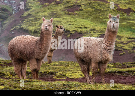 Alpakas in der wunderschönen Roten Tal, Cusco, Peru Stockfoto