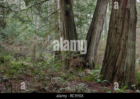 Vier große Western redcedar Bäume (Thuja plicata) mit faserig, gefurchte Rinde, wachsen in einem feuchten Küstenwald in British Columbia (Querformat) Stockfoto