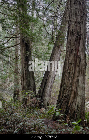 Vier große Western redcedar Bäume (Thuja plicata) mit faserig, gefurchte Rinde, wachsen in einem feuchten Küstenwald in British Columbia (Hochformat). Stockfoto