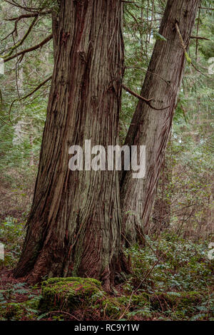 Detailansicht der Stämme der zwei großen Western redcedar Bäume (Thuja plicata) mit tief strukturierte Rinde wachsen in einem Küstenwald in British Columbia. Stockfoto