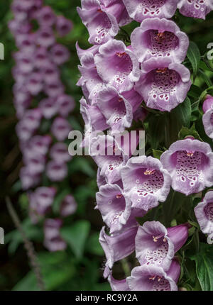Vordergrund detail von Blumen einer gemeinsamen Fingerhut (Digitalis purpurea), mit einem anderen Fingerhut in den unscharfen Hintergrund (vertikal, natürliches Licht). Stockfoto