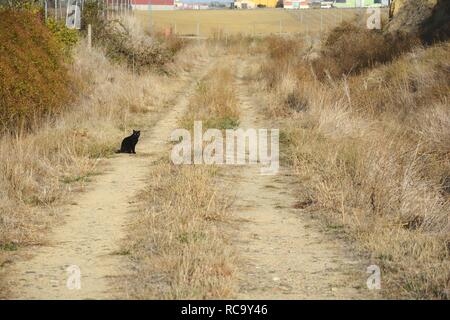 Eine schwarze Katze auf der Straße sitzen Stockfoto