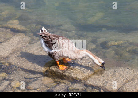 Chinesische Goose, Anser cygnoides, Schwanengans, in der Brenta, Italien Plantschen in Nahaufnahme [rofil Anzeigen mit verlängertem Hals Stockfoto