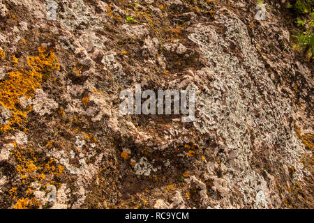 Flechten auf Felsen im Barranco del Tomadero, Anaga, Teneriffa, Kanarische Inseln, Spanien Stockfoto