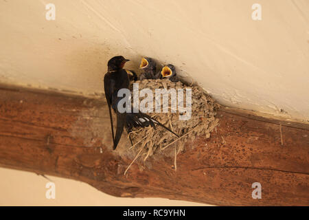 Winzig, Baby, Schlucken Küken mit offenen Mund (Schnabel) im Nest von übergeordneten gefüttert zu werden. Stockfoto