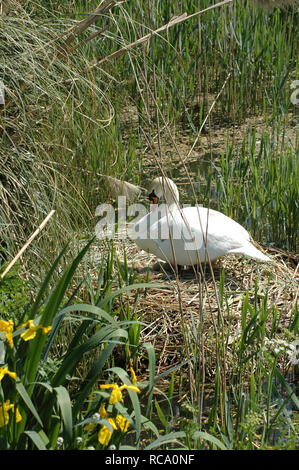 Weiblichen Höckerschwan (Cygnus olor) am Nest. Eier sichtbar. Chichester Ship Canal, von Chichester Canal Vertrauen gepflegt. Die gelben Flaggen. Stockfoto