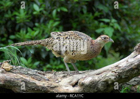 Weibliche Fasan auf einem anmelden. Phasianus Colchicus Stockfoto