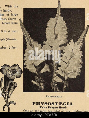 . Dreer's Garten Buch 1919. Samen Kataloge; Baumschulen Kataloge; Gartengeräte und Zubehör Kataloge; Blumen Samen Kataloge; Gemüse; Früchte Samen Samen Kataloge Kataloge. Pentstemon Sensation. Bitte beachten Sie, dass diese Bilder sind von der gescannten Seite Bilder, die digital für die Lesbarkeit verbessert haben mögen - Färbung und Aussehen dieser Abbildungen können nicht perfekt dem Original ähneln. extrahiert. Henry A. Dreer (Hart); Henry G. Gilbert Baumschule und Saatgut Handel Katalog Kollektion. Philadelphia, Pa: Henry A. Dreer Stockfoto