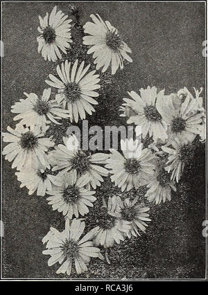 . Dreer's Garten Buch 1919. Samen Kataloge; Baumschulen Kataloge; Gartengeräte und Zubehör Kataloge; Blumen Samen Kataloge; Gemüse; Früchte Samen Samen Kataloge Kataloge. Aster amellus Neue Hardy Aster novi Belgii Höhepunkt FAI ^ I.-FI. O'WERIIVG HARDY ASTERS (Astern, oder Starworts) Diese unter den auffälligsten unserer späten - blühende winterharte Pflanzen sind, geben eine Fülle von Bloom im September und Oktober, eine Jahreszeit, wenn die meisten anderen hardy Blumen sind Vergangenheit, und für den besten Effekt sollte in Massen von einer Farbe gepflanzt werden. Sie wachsen in jedem Boden. Die Sammlung angeboten unter ist ma Stockfoto