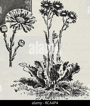 . Dreer's Garten Buch 1918. Samen Kataloge; Baumschulen Kataloge; Gartengeräte und Zubehör Kataloge; Blumen Samen Kataloge; Gemüse; Früchte Samen Samen Kataloge Kataloge. Sbnecio Pulchbr Scabiosa caucasica SCABIOSA schöne Rabattenpflanze, Erfolg in jedem normalen Boden wenn gut entwässerte und in sonniger Lage, und sollte in jedem Garten, wo Schneiden flow-ers wollte angebaut werden; sie lange Zeit gepflückt und in Wasser gestellt. Caucasica {Blue Bonnet). Eine weiche und bezaubernde Schatten von Lavendel und beginnt im Juni blühen, werfen - ing Stängel bis September 18 und 24 Zoll hoch. ( Stockfoto