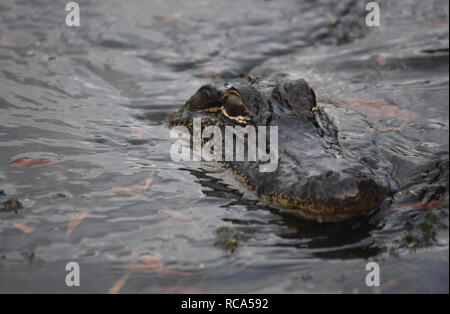Blick in die Augen der ein Krokodil in den Sümpfen von New Orleans. Stockfoto