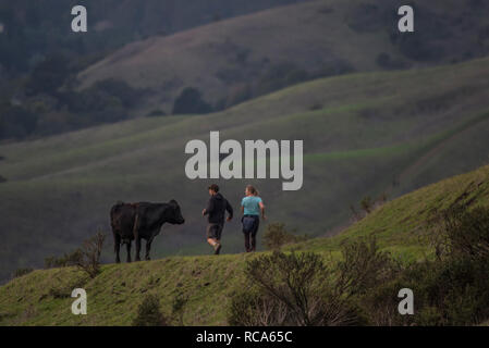 Ein paar wird von einer Kuh in den grünen Hügeln von Kalifornien, die Kuh hält ein wachsames Auge auf sie, so wie sie es tun. Stockfoto