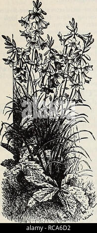 . Dreer's Garten Buch: 1906. Samen Kataloge; Baumschulen Kataloge; Gartengeräte und Zubehör Kataloge; Blumen Samen Kataloge; Gemüse; Früchte Samen Samen Kataloge Kataloge. HENRTADRffiRfflllADaPHIAfA winterharte Staude PLANTi 171 AJUGA (Horn). Eine sinnvolle Anlage für die Reinigung von Teppichen, insbesondere in sliady Positionen, wie unter Bäumen wlicre Gras wird nicht wachsen; auch nützlich für den Steingarten, Blumen im Mai. Genevensis. Helle blaue Blüten in langen, dicht, auffälligen Stacheln, fast für die filiate briglit Grün. Reptans rubra. L., 31089 Spitzen der] iurplish - blaue Blüten. - Variegata, Stockfoto