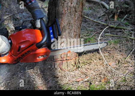 Holzfäller bei der Arbeit im Wald | Holz Feller im Wald arbeiten Stockfoto