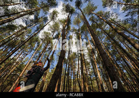 Holzfäller bei der Arbeit im Wald | Holz Feller im Wald arbeiten Stockfoto