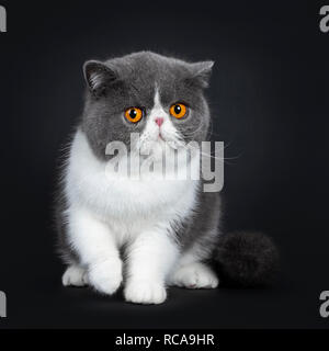 Blau mit weißem niedliche Exotic Shorthair Katze Kätzchen saß auf der Vorderseite, der einen Pfote in der Luft. Auf der Suche mit großen runden orange leuchtenden Augen am Objektiv genervt. Stockfoto