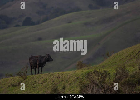 Eine Kuh steht auf dem Grünen Hügel, wo es in den Bergen leben im Osten von Berkeley in der San Francisco Bay Area in Kalifornien. Stockfoto