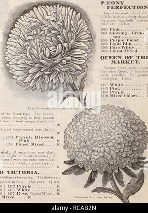 . Dreer's 1901 Garten Kalender. Samen Kataloge; Baumschulen Kataloge; Gartengeräte und Zubehör Kataloge; Blumen Samen Kataloge; Gemüse; Früchte Samen Samen Kataloge Kataloge. Dreers' Super Astern. Der allgemeinen Schönheit dieser Blumen, es ist unnötig zu spealc; die immensen weltweiten Nachfrage für Sie zeigt ihre Anpassungsfähigkeit für jedes Klima; und kommen in voller Blüte, wie Sie es tun, wenn die meisten anderen Blumen verblassen Nway, steigert ihren Wert. Um die besten Ergebnisse zu erzielen, den Boden für den Anbau von Astern nicht zu reich vorbereitet werden, obwohl Sie zufriedenstellende Renditen auf eine Stockfoto