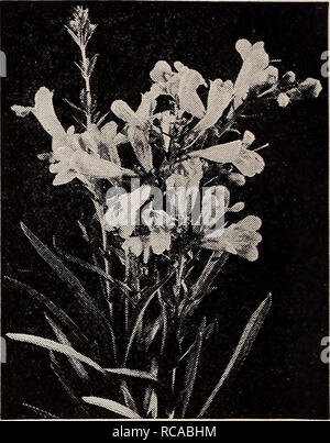 . Dreer Qualität Samen pflanzen Lampen. Blumen, Pflanzen, Zierpflanzen Kataloge Kataloge; Glühlampen (Pflanzen) Kataloge; Baumschulen (Gartenbau) Kataloge. i^uuuie Pfingstrose Phlox maculata canadensis Pentstemon heterophyllus, Blau Gem wunderschöne Doppel Päonien Pfingstrosen unverzichtbar sind. Sie bringen den Frühling Garten Massen von großen auffälligen Blüten auf starken Stielen durchgeführt. Die Ziffern hinter den Namen sind die offiziellen Bewertungen. 3-4 ft. 17-436 Lawine (8,7). Einer der besten weißen Pfingstrosen. Spät und eine reich blühende Pflanze. Eine sehr feine Schnittblume. 17-641 Edulis Superba (7.6). Eine herrliche frühen Pink valuab Stockfoto