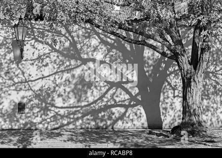 Prag - Das acacias Für die Wand der Kapuziner Kloster. Stockfoto