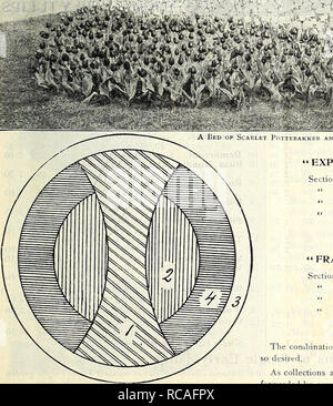 . Dreer ist Herbst Katalog 1905. Die Glühbirnen (Pflanzen) Kataloge; Blumen Samen Kataloge; Gartengeräte und Zubehör Kataloge; Baumschulen (Gartenbau) Kataloge ; Obst ; Gemüse Samen Samen Kataloge Kataloge. ^^â. V'^ KiS - Ein';"!. Bitte beachten Sie, dass diese Bilder sind von der gescannten Seite Bilder, die digital für die Lesbarkeit verbessert haben mögen - Färbung und Aussehen dieser Abbildungen können nicht perfekt dem Original ähneln. extrahiert. Henry A. Dreer (Hart); Henry G. Gilbert Baumschule und Saatgut Handel Katalog Kollektion. Philadelphia, Pa: Henry A. Dreer Stockfoto