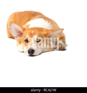 Corgi flauschige Hund isoliert Stockfoto