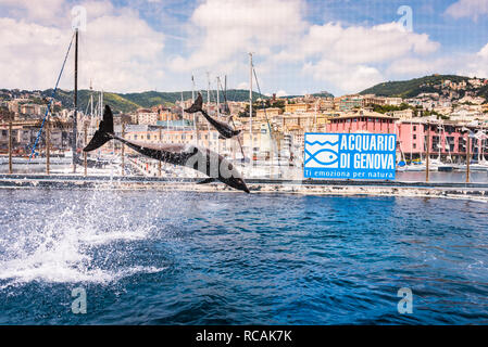 Großer Tümmler (Tursiops truncatus) Acquario di Genova, dem größten Aquarium Europas, Porto Antico (Genua), Ligurien, Italien, Europa Stockfoto