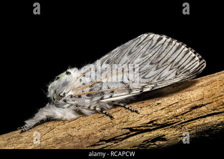 Cerura vinula Stockfoto