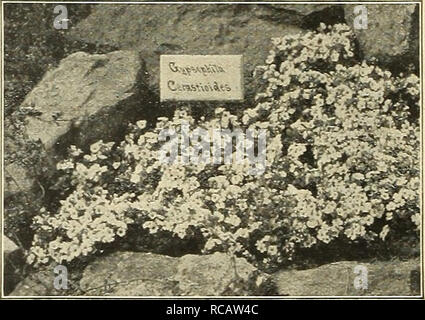 . Dreer's Garten Buch 1916. Samen Kataloge; Baumschulen Kataloge; Gartengeräte und Zubehör Kataloge; Blumen Samen Kataloge; Gemüse; Früchte Samen Samen Kataloge Kataloge. Gypsophila Paniculata Fl. Pl. GYPSOPHILA. (Baby's Breath.) Die Gypsophilas wird in jedem Boden in sonniger Lage gedeihen und aufgrund ihrer Gnade - voll organisiert große Blütenrispen minute Blumen inevery Garten sein soll. Acutifolia. Eine stark wachsende Arten mit großen 2 Fuß hohen rispen aus reinem weißen kleinen Blüten in Tuly. Gypsophila Cerastioides auf Steingarten an RlVERTON Cerastioldes. Eine feine Abwechslung für die r Stockfoto