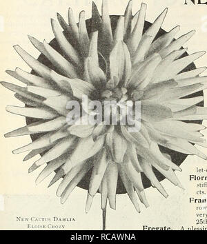 . Dreer's Garten Buch 1916. Samen Kataloge; Baumschulen Kataloge; Gartengeräte und Zubehör Kataloge; Blumen Samen Kataloge; Gemüse; Früchte Samen Samen Kataloge Kataloge. 134. Neue Cactus Dahlien. Eloise Crozy neue Kaktus-dahlien von 1915 und 1016 weiterhin Derna. Licht chrom gelb gestreifte Kardinal - Rot, Sehr reichblühend und der guten Gewohnheit. Pflanzen bereit, April 25 th. § 1.00. Dolly. Eine auffallende zweifarbige Sorte, etwa zwei Drittel der Länge jedes Blütenblatt, ein Crimson - Scharlach mit der Spitze Ende rein weiss. 50 cts. Jedes. Eloise Crozy. Eine der Farben, eine lebendige, Ihr Stockfoto