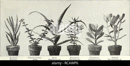 . Dreer ist Herbst Katalog 1931. Die Glühbirnen (Pflanzen) Kataloge; Blumen Samen Kataloge; Gartengeräte und Zubehör Kataloge; Baumschulen (Gartenbau) Kataloge; Gemüse Samen Kataloge. Sukkulenten für Tisch- und Miniatur Rock Gardens. Aloe arborescens Crassula Tetragona Crassula Arborescens Sedum Dendroideum viel Interesse in den letzten Jahren in indoor Rock Gardens und viele Gerichte getroffen wurde, auf einmal für Farne für tischdekoration verwendet werden, haben in Miniatur Rock gardens, aber ob die Bepflanzung ist auf einem großen oder kleinen umgewandelt worden, die Fleischigen leaved sukkulenten Pflanzen hier Stockfoto